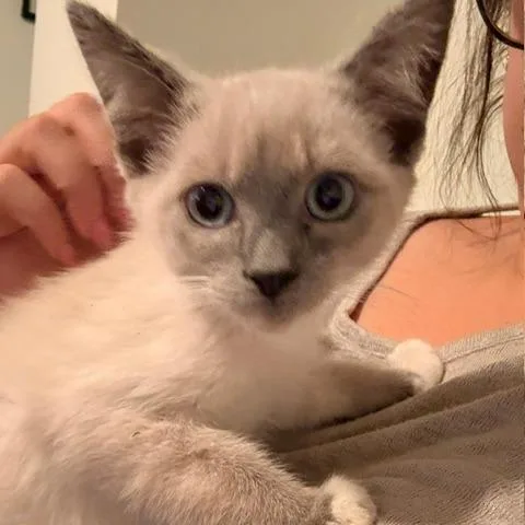 Biscuit Meowington thumbnail 6