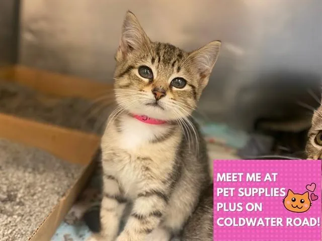 A baby small-sized female Domestic Short Hair cat named Regina for adoption in Fort Wayne, IN