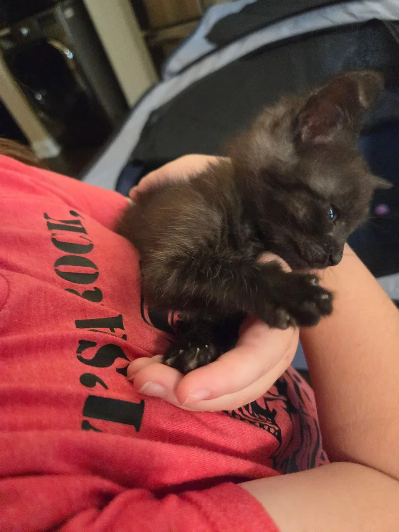 A baby medium-sized male Domestic Short Hair cat named Rumple for adoption in Buford, GA