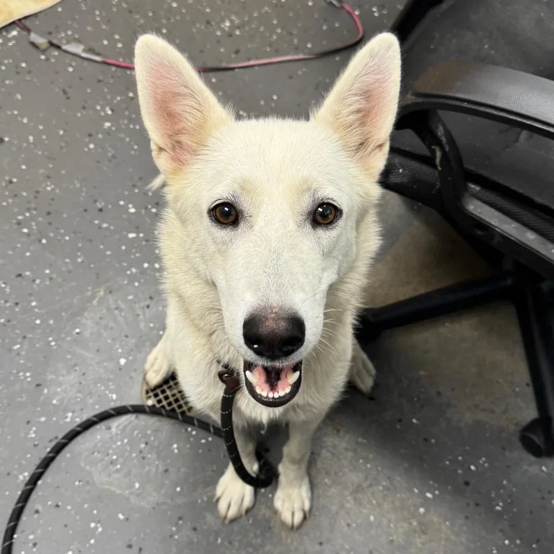 An adult medium-sized female White / Cream Mixed Breed dog named Princess Mcfluffer for adoption in Columbiana, AL