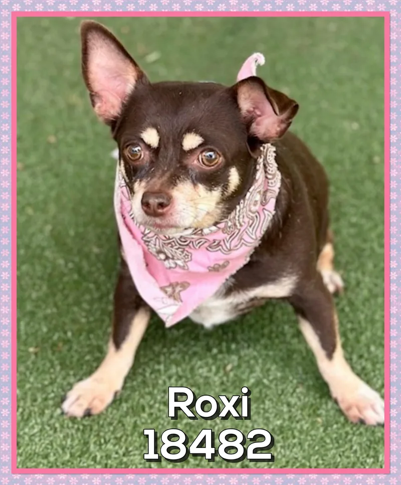 An adult small-sized female Brown / Chocolate Chihuahua dog named Roxi for adoption in Marietta, GA