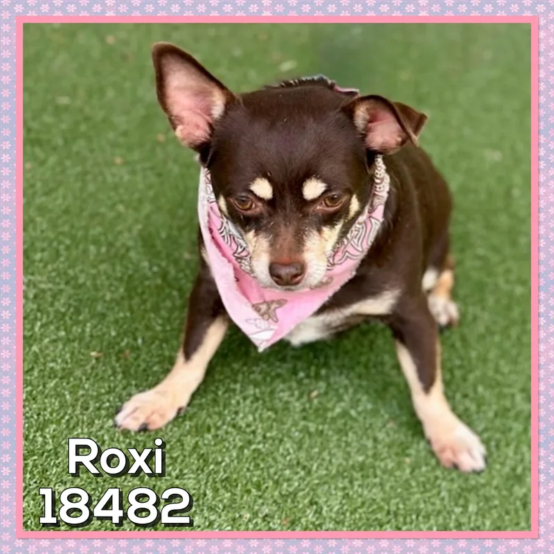Roxi thumbnail 3