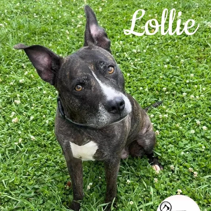 An adult medium-sized female Brindle Pit Bull Terrier dog named Lollie for adoption in Washington, PA