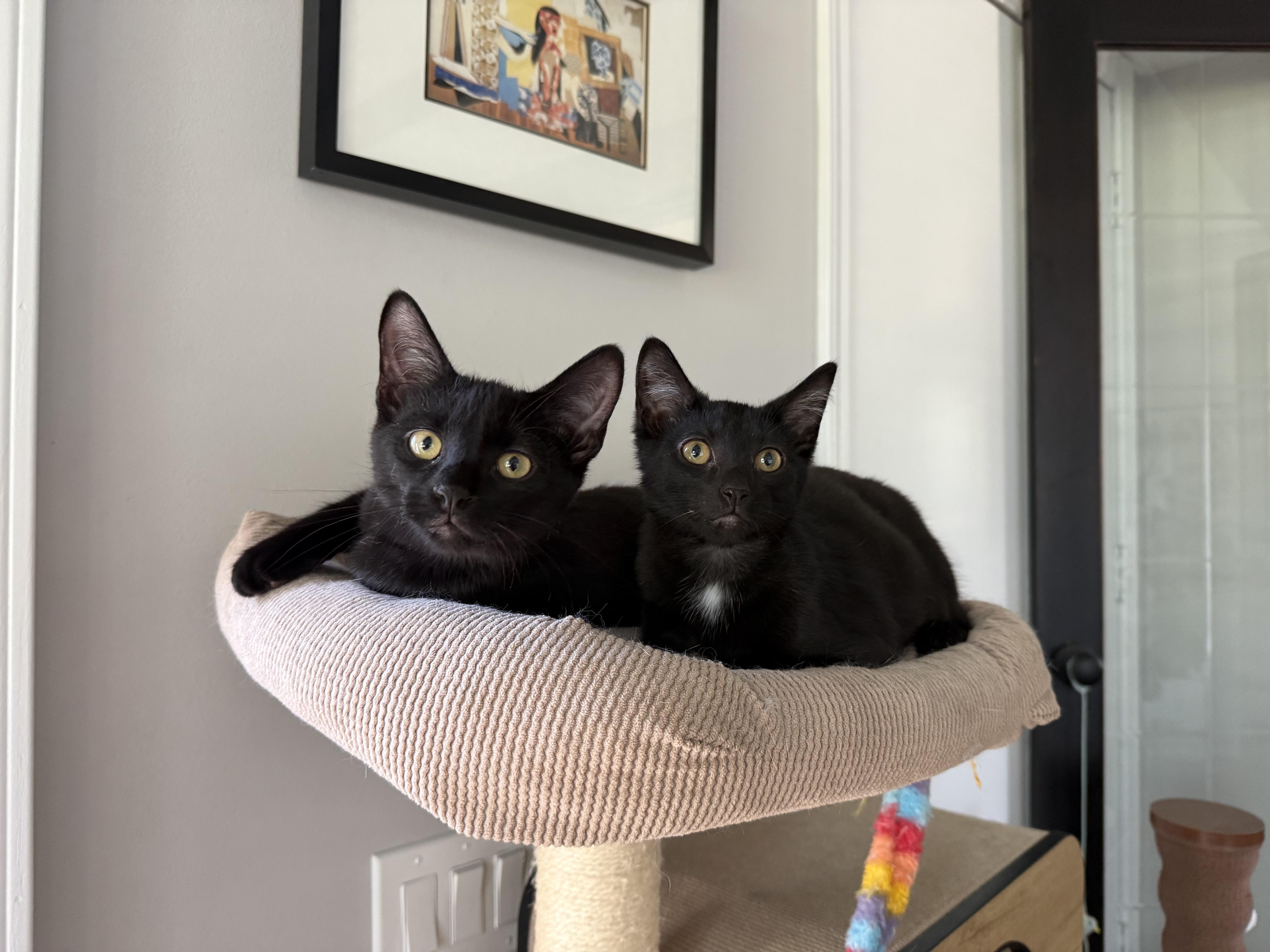 A young medium-sized male Black Domestic Medium Hair cat named Cooper for adoption in Chicago, IL