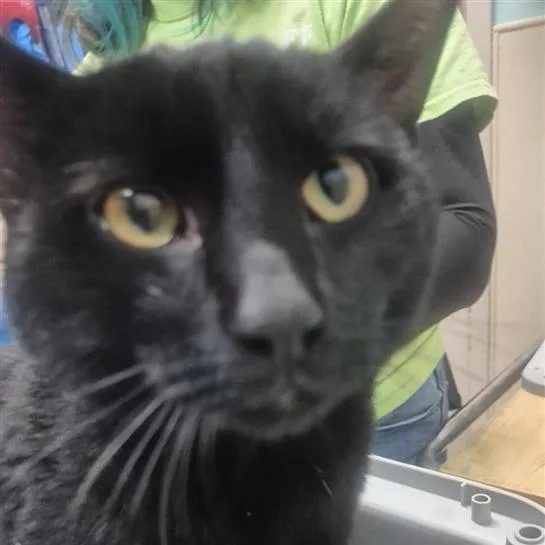An adult medium-sized male Black Domestic Short Hair cat named Mr. Sun for adoption in Tacoma, WA