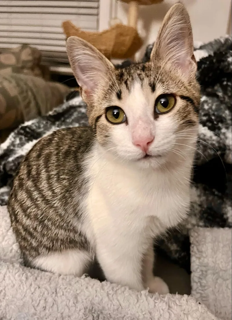 Necklace thumbnail 2