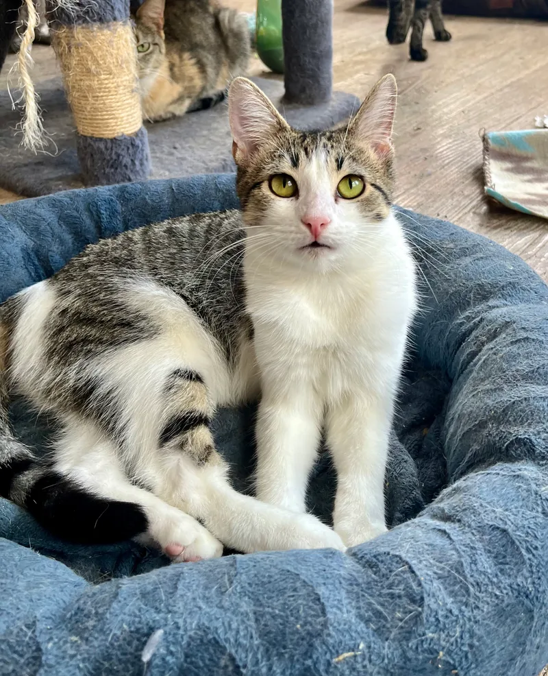 Necklace thumbnail 3