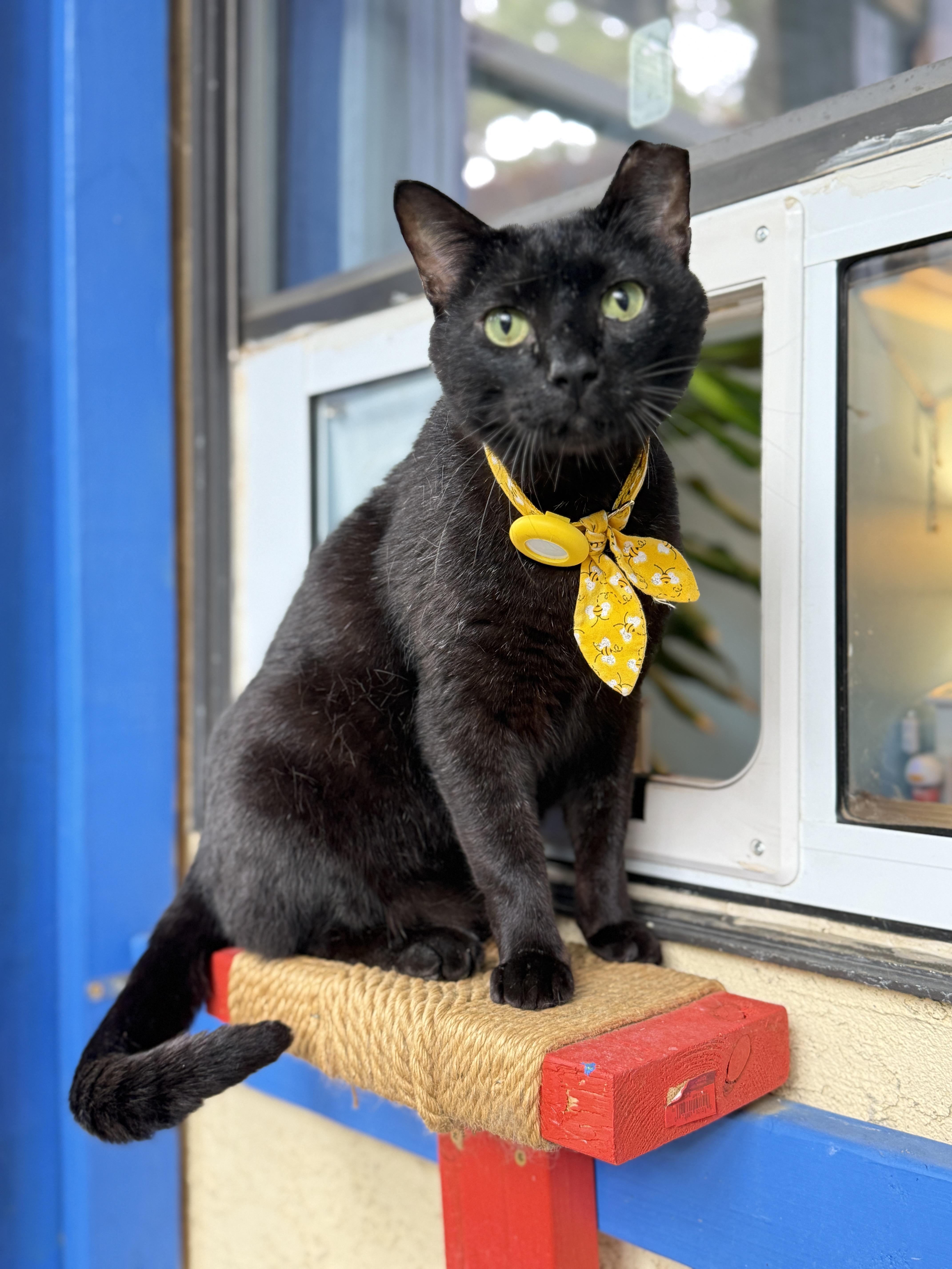 A young medium-sized male Domestic Short Hair cat named Frank for adoption in Keller, TX