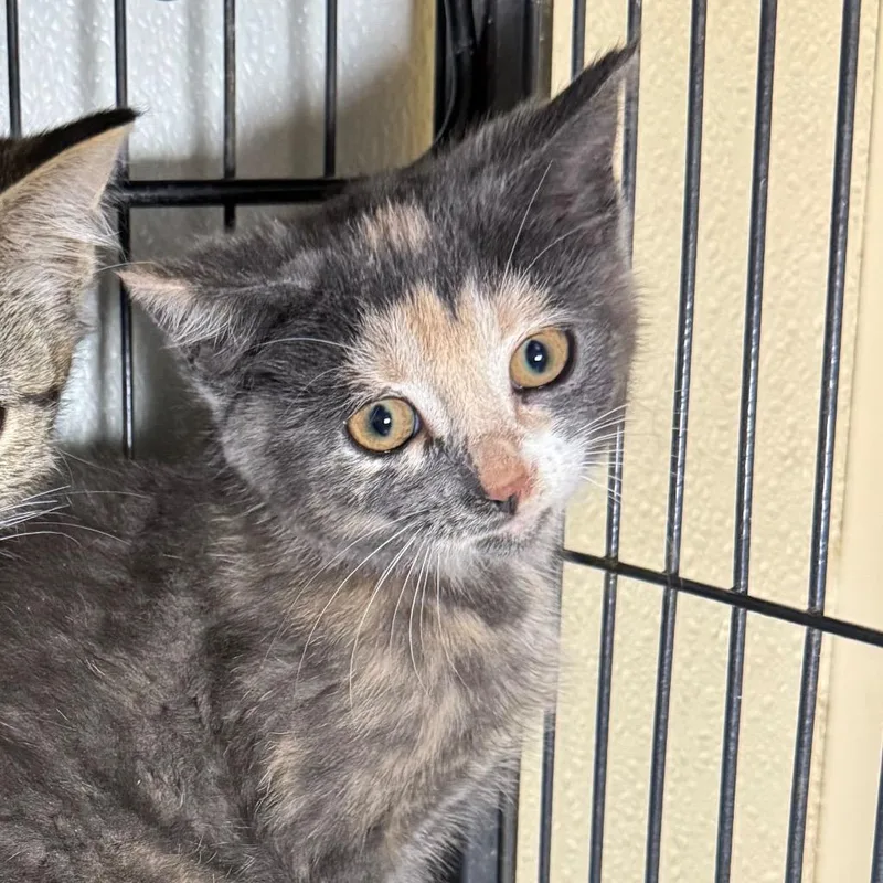 A baby medium-sized female Domestic Short Hair cat named Maniae for adoption in Saginaw, MI