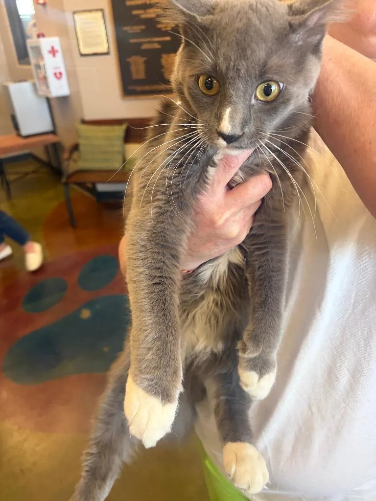 A young large-sized male Bengal cat named Blitz for adoption in Gallatin, TN