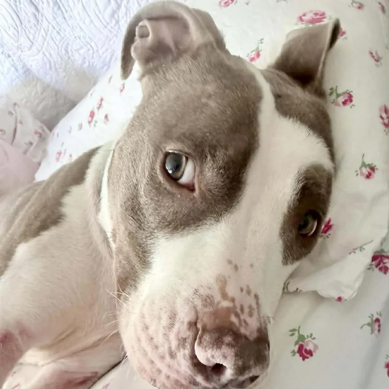 An adult medium-sized female Brown / Chocolate American Staffordshire Terrier dog named Solstice for adoption in Long Island City, NY