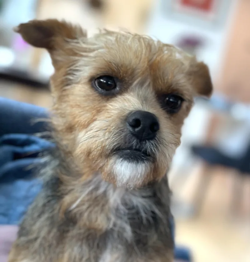 A senior small-sized male Yorkshire Terrier dog named Miner for adoption in Brooklyn, NY