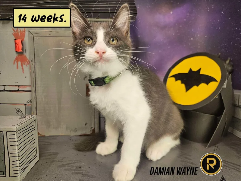A young small-sized male Gray & White Domestic Long Hair cat named Damian Wayne for adoption in Rancho Santa Margarita, CA