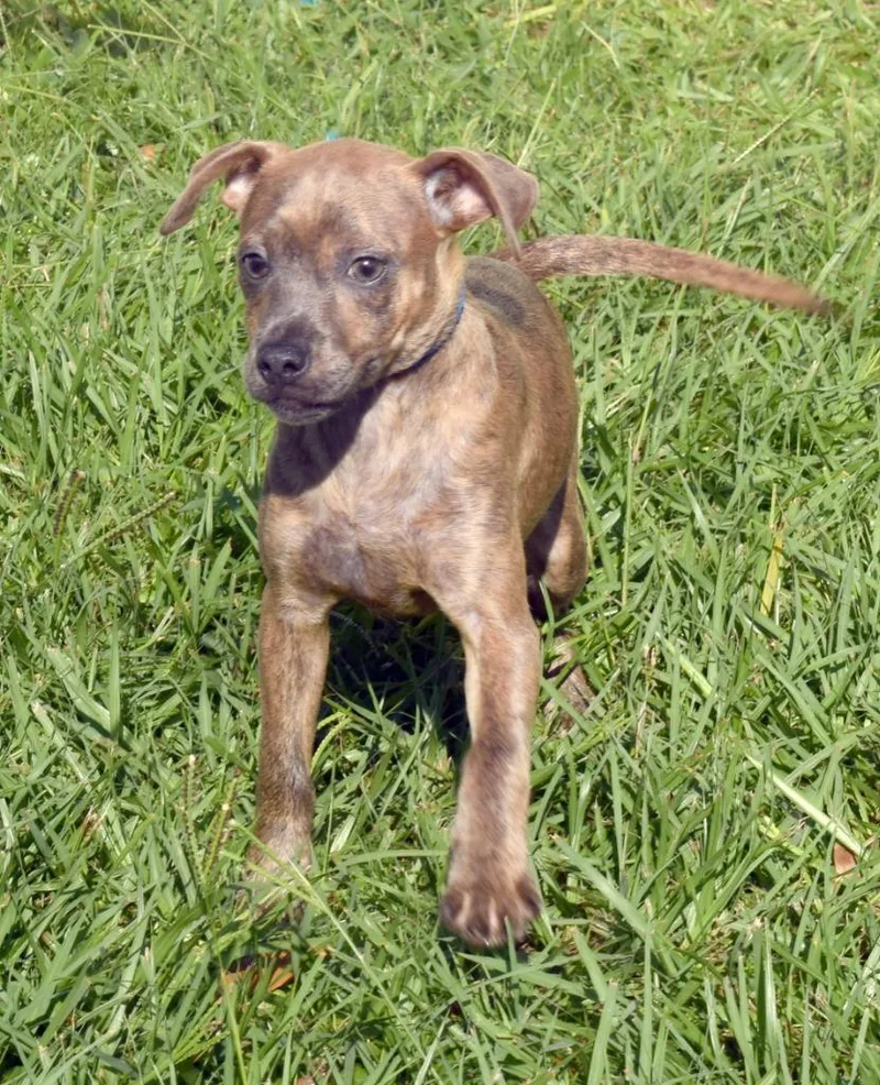 A baby medium-sized male Mixed Breed dog named Cosmo for adoption in Kingsland, GA