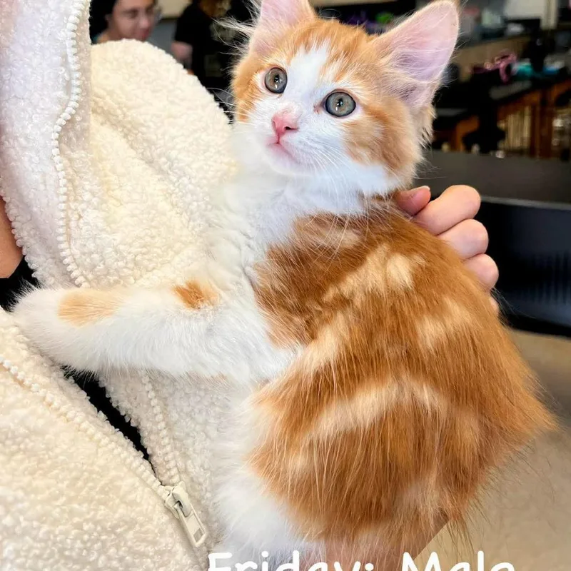 A baby small-sized male Maine Coon cat named Friday for adoption in Carmel, IN
