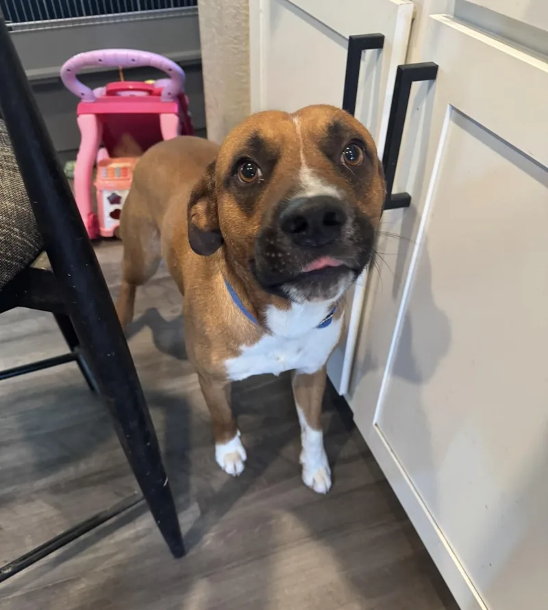 A young medium-sized male Brown / Chocolate Boxer dog named Spudz for adoption in Thornton, CO