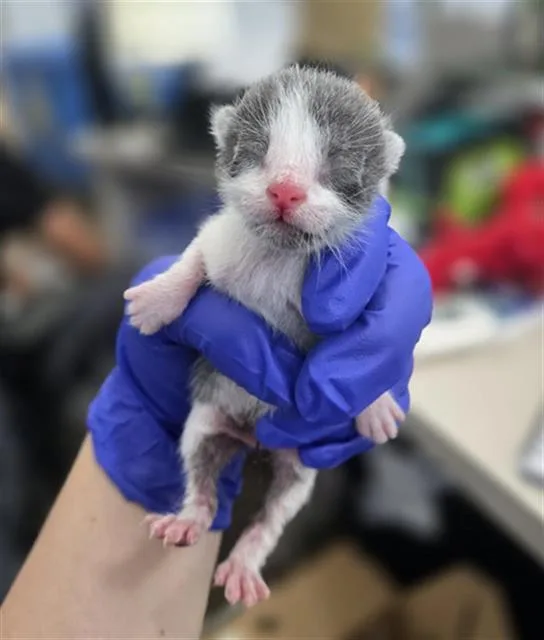 A baby medium-sized male Domestic Short Hair cat named Eeny for adoption in Dallas, TX