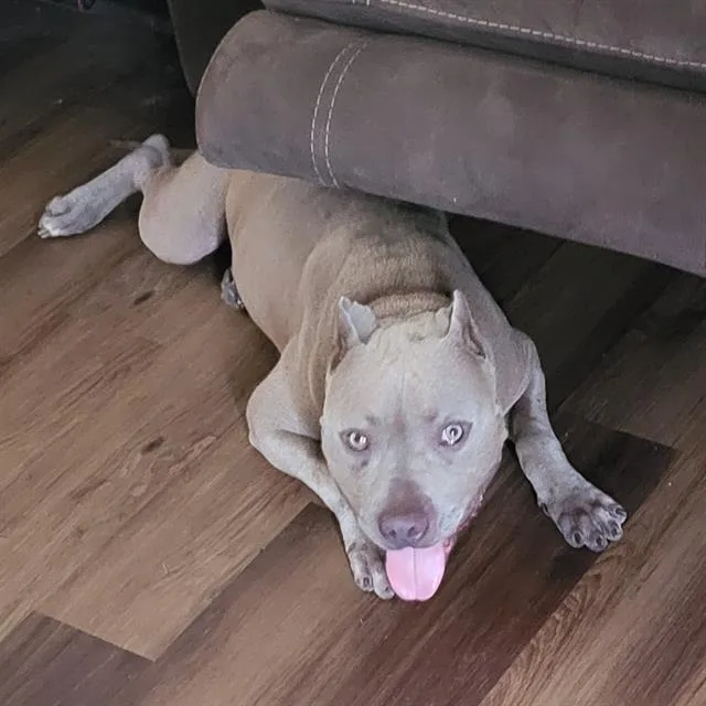 An adult medium-sized male American Staffordshire Terrier dog named Scooby for adoption in San Antonio, TX