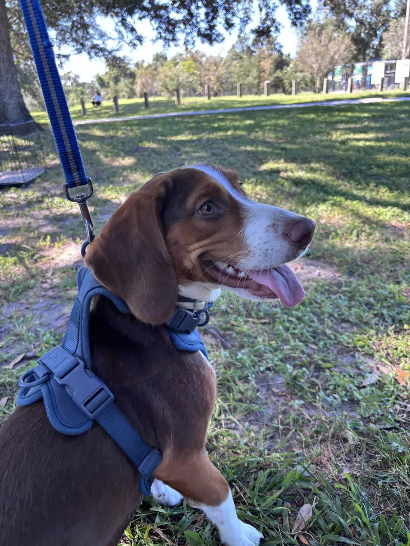A young medium-sized male Beagle dog named Banjo J for adoption in Tampa, FL