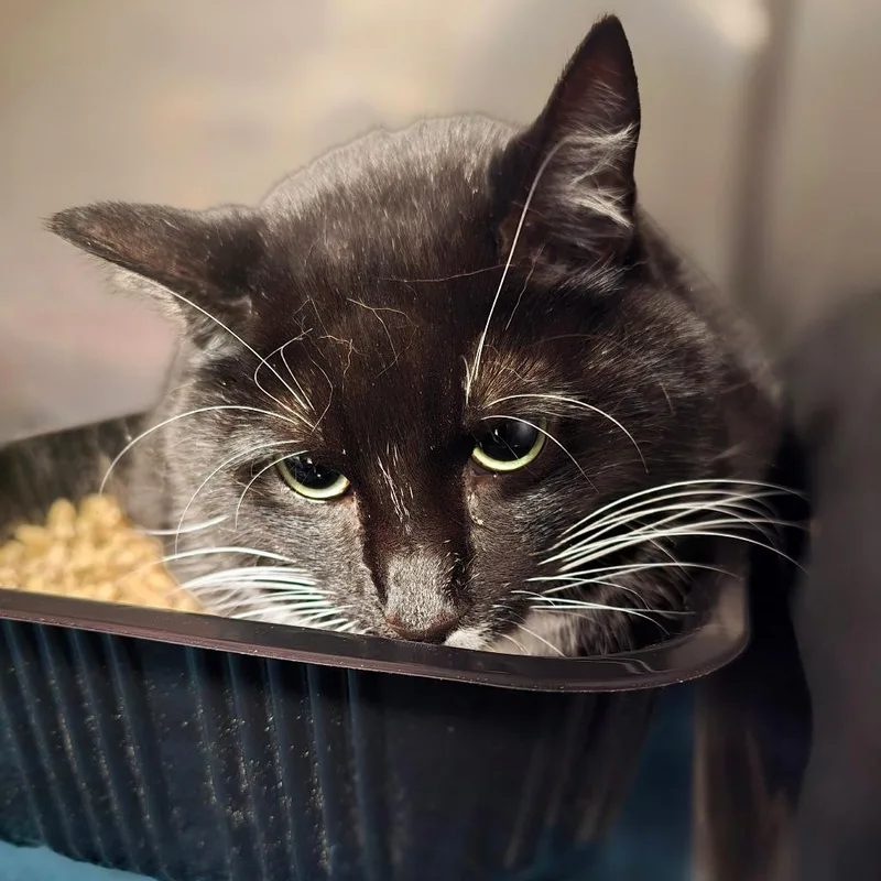 An adult small-sized female Black Domestic Short Hair cat named Gema for adoption in Waldorf, MD