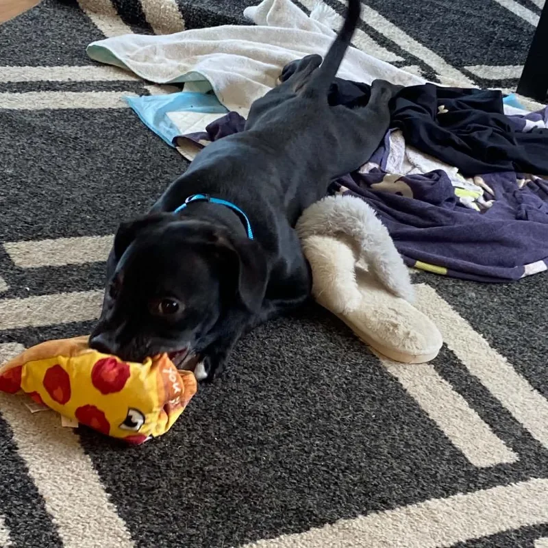 A baby small-sized male Black Mixed Breed dog named Wasabi for adoption in West Olive, MI
