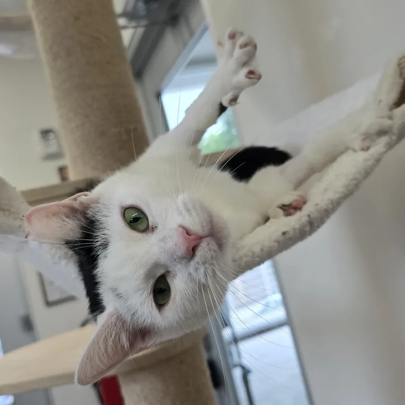 An adult medium-sized female Black & White / Tuxedo Domestic Short Hair cat named Frida for adoption in Nashville, TN