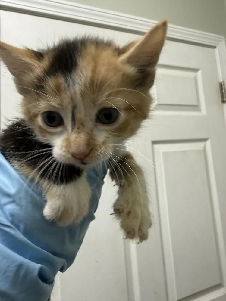 A baby medium-sized female Black & White / Tuxedo Domestic Short Hair cat named Sprinkles for adoption in Evansville, IN