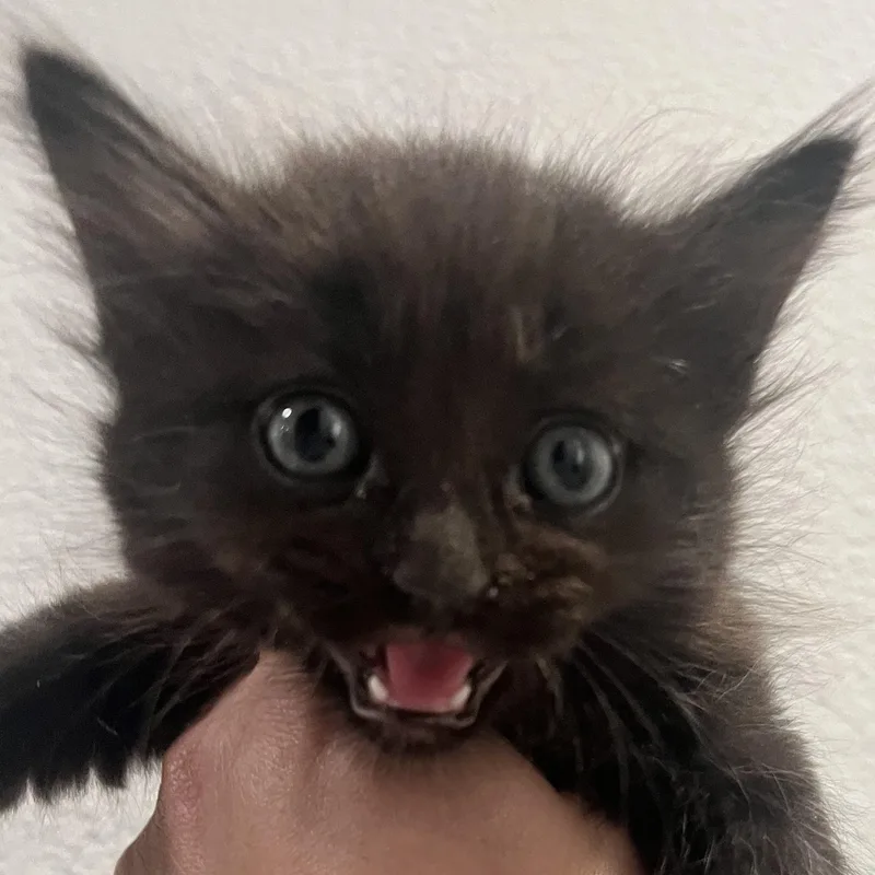 A baby medium-sized male Black Domestic Long Hair cat named Charlie Brown for adoption in Santa Ana, CA