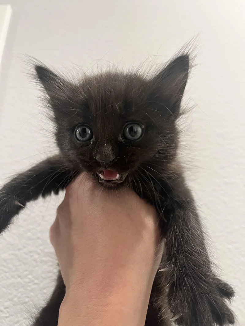 Charlie Brown thumbnail 2