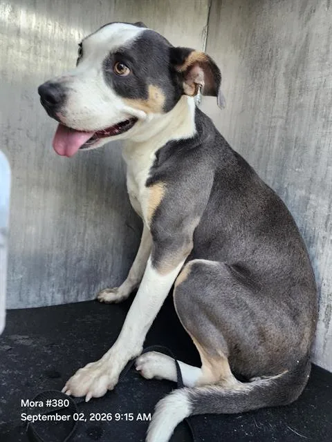 A young medium-sized female American Staffordshire Terrier dog named Vaquita for adoption in San Antonio, TX
