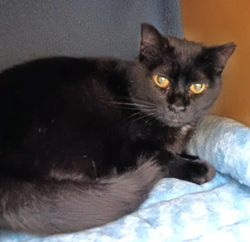 An adult medium-sized male Black Domestic Short Hair cat named Draco for adoption in Herndon, VA