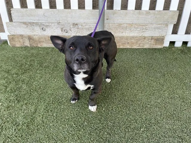 An adult medium-sized male Cardigan Welsh Corgi dog named Dice for adoption in Modesto, CA