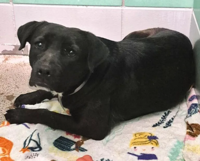 An adult medium-sized female Staffordshire Bull Terrier dog named Gina for adoption in Houston, TX