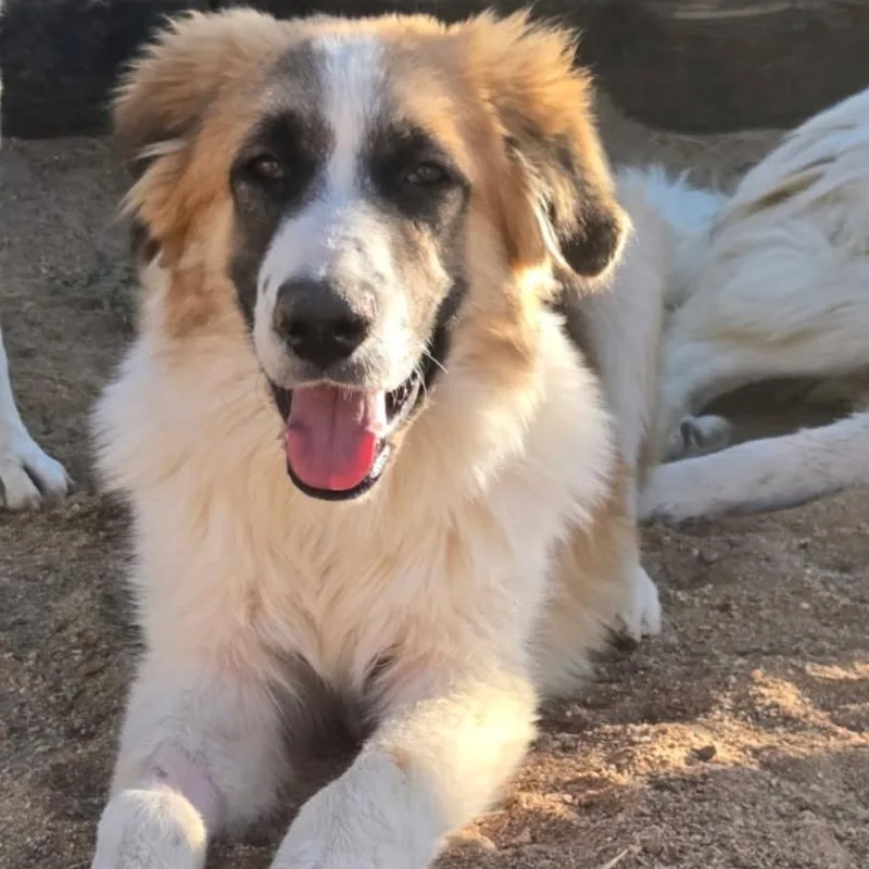 A baby large-sized male Great Pyrenees dog named Alister for adoption in Oakland, CA