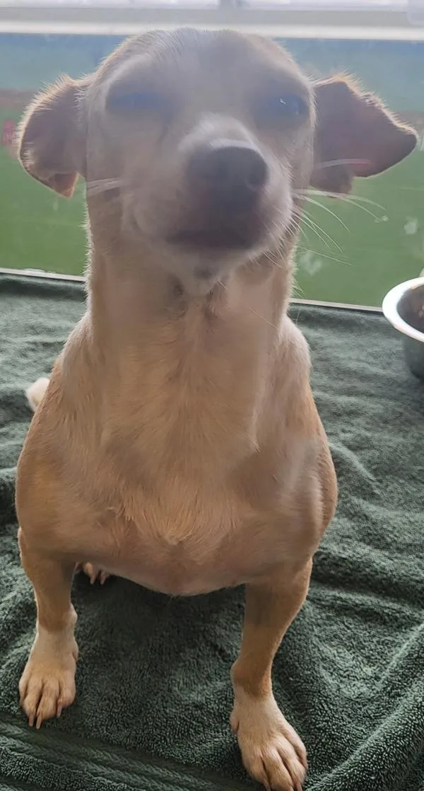 Pen Mitzy