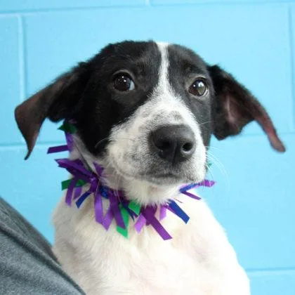 A young medium-sized female Black Mixed Breed dog named Ryland Grace for adoption in Lansing, MI