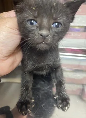 Cat thumbnail 3