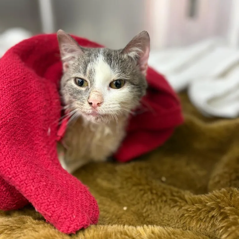 A baby small-sized female White Domestic Short Hair cat named Rosa for adoption in Newark, NJ