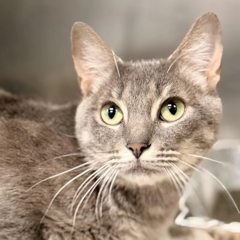 An adult medium-sized female Tabby (Gray / Blue / Silver) Domestic Short Hair cat named Aspen for adoption in Jackson, NJ