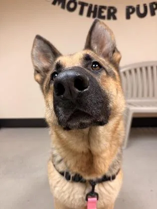 An adult large-sized male Yellow / Tan / Blond / Fawn German Shepherd Dog dog named Enzo for adoption in Bellingham, WA