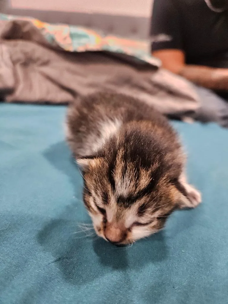 A baby medium-sized female Domestic Short Hair cat named Sage for adoption in Johnson City, TN