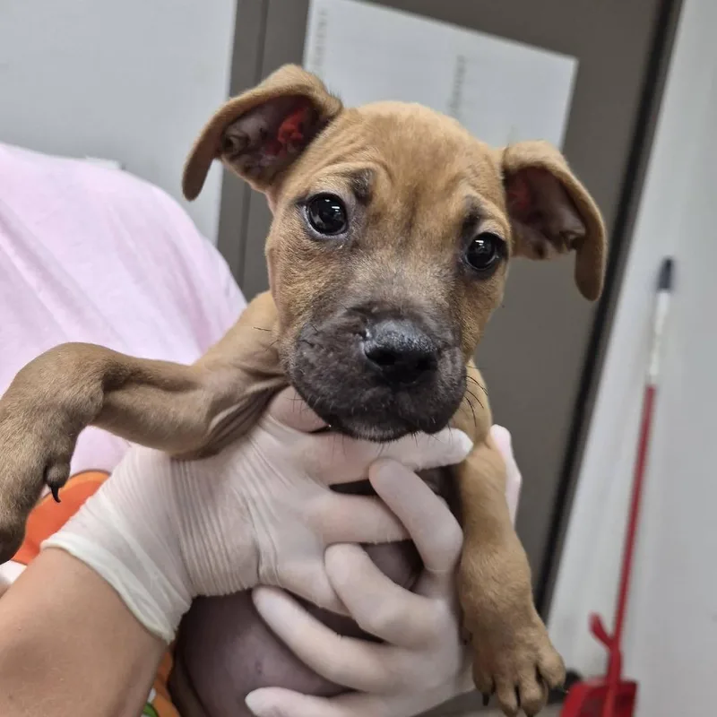 A baby small-sized female Yellow / Tan / Blond / Fawn Boxer dog named Tot for adoption in Hattiesburg, MS