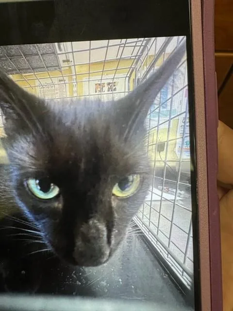 A young medium-sized female Domestic Short Hair cat named Sara for adoption in Fort Myers, FL