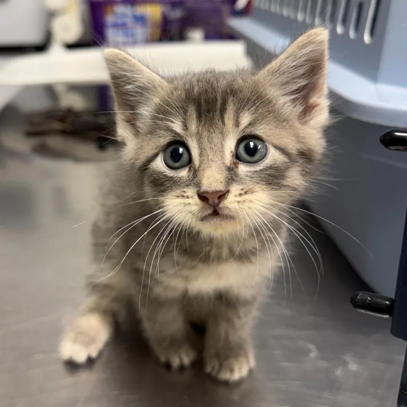 A baby small-sized male Domestic Short Hair cat named Cinco for adoption in Ewing, NJ