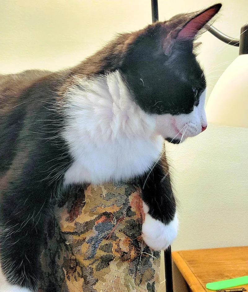 A baby medium-sized male Black & White / Tuxedo Domestic Short Hair cat named Lawrence for adoption in Euclid, OH