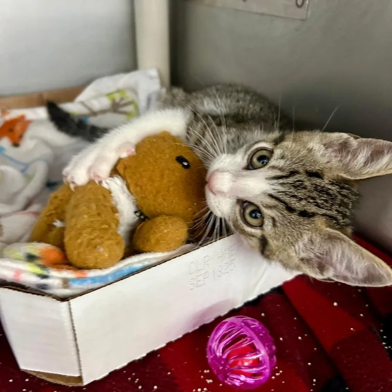 A baby small-sized male Brown / Chocolate Domestic Short Hair cat named Edison for adoption in Hamburg, NY