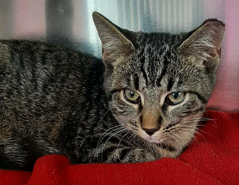 A young medium-sized male Tabby (Brown / Chocolate) Domestic Short Hair cat named Bison for adoption in Georgetown, OH