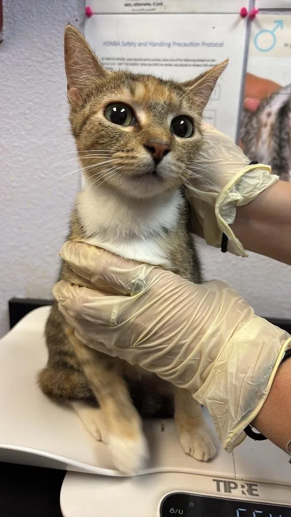 A young medium-sized female Abyssinian cat named Vivian for adoption in New Braunfels, TX