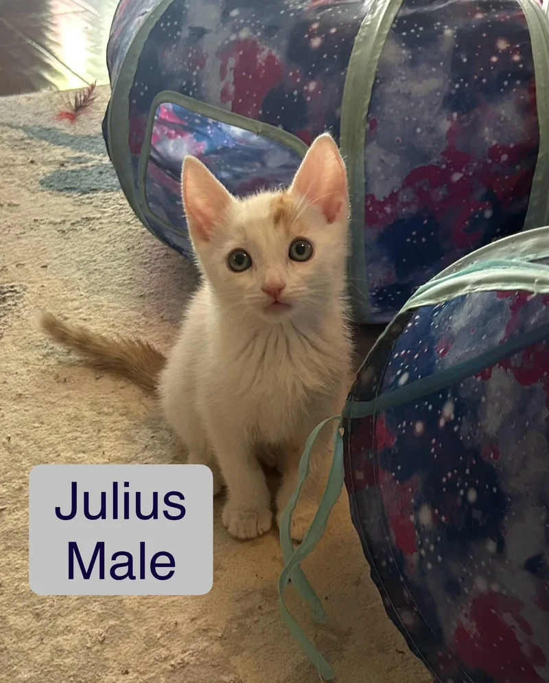 Julius
