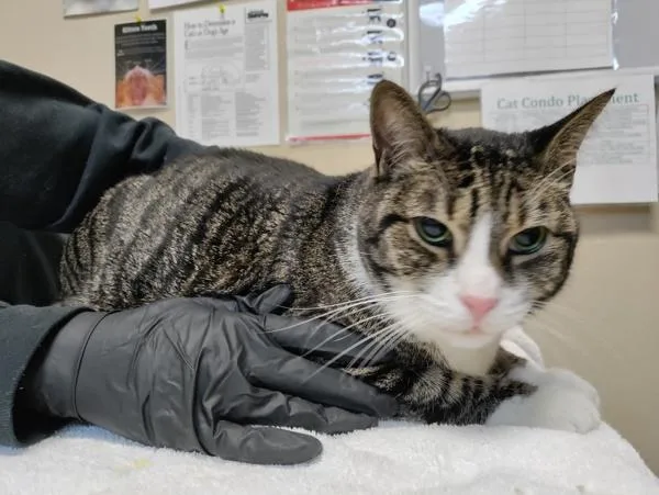 A senior medium-sized male Domestic Short Hair cat named Max for adoption in Oceanside, CA